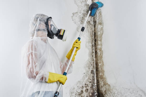 Best Attic Mold Remediation in North Myrtle Beach, SC