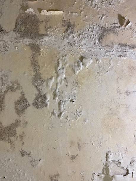 Best Basement Mold Remediation in North Myrtle Beach, SC